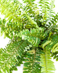 Nephrolepis exaltata 'Variegata' (Tiger Fern)