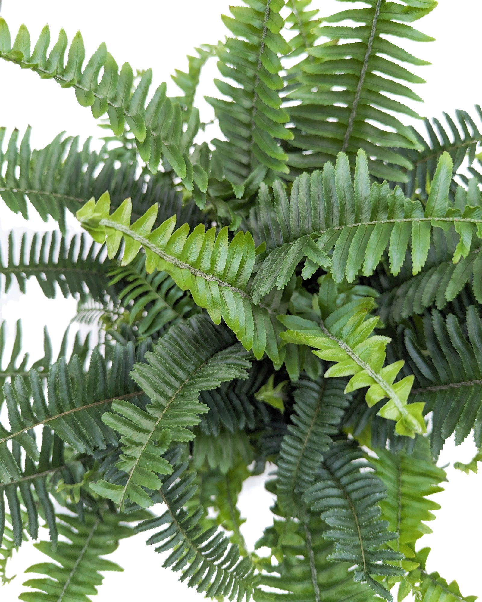 Nephrolepis exaltata &#39;Jester&#39;s Crown&#39;