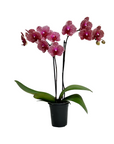 Phalaenopsis (Assorted Orchid)