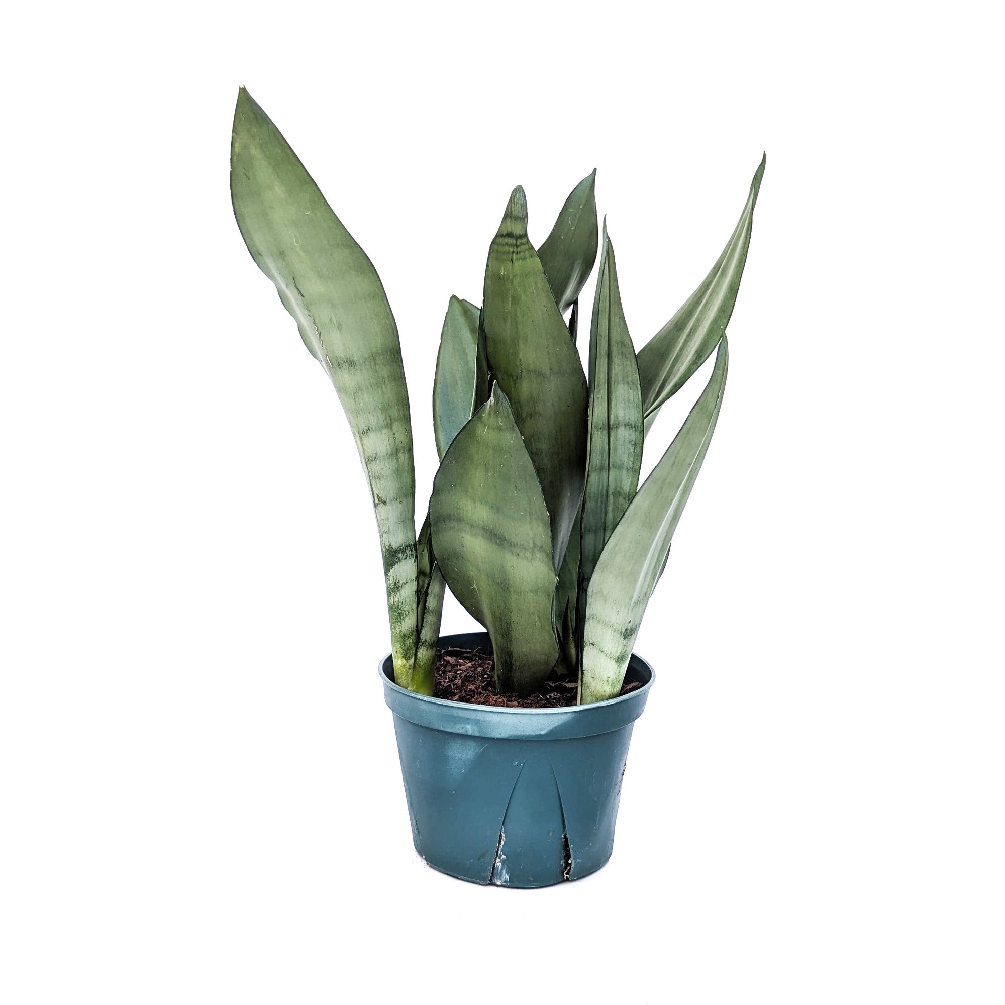 sansevieria moonshine scientific name Sansevieria trifasciata 'Moonshine' – Diameter Plants