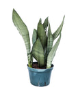 Sansevieria trifasciata 'Moonshine'