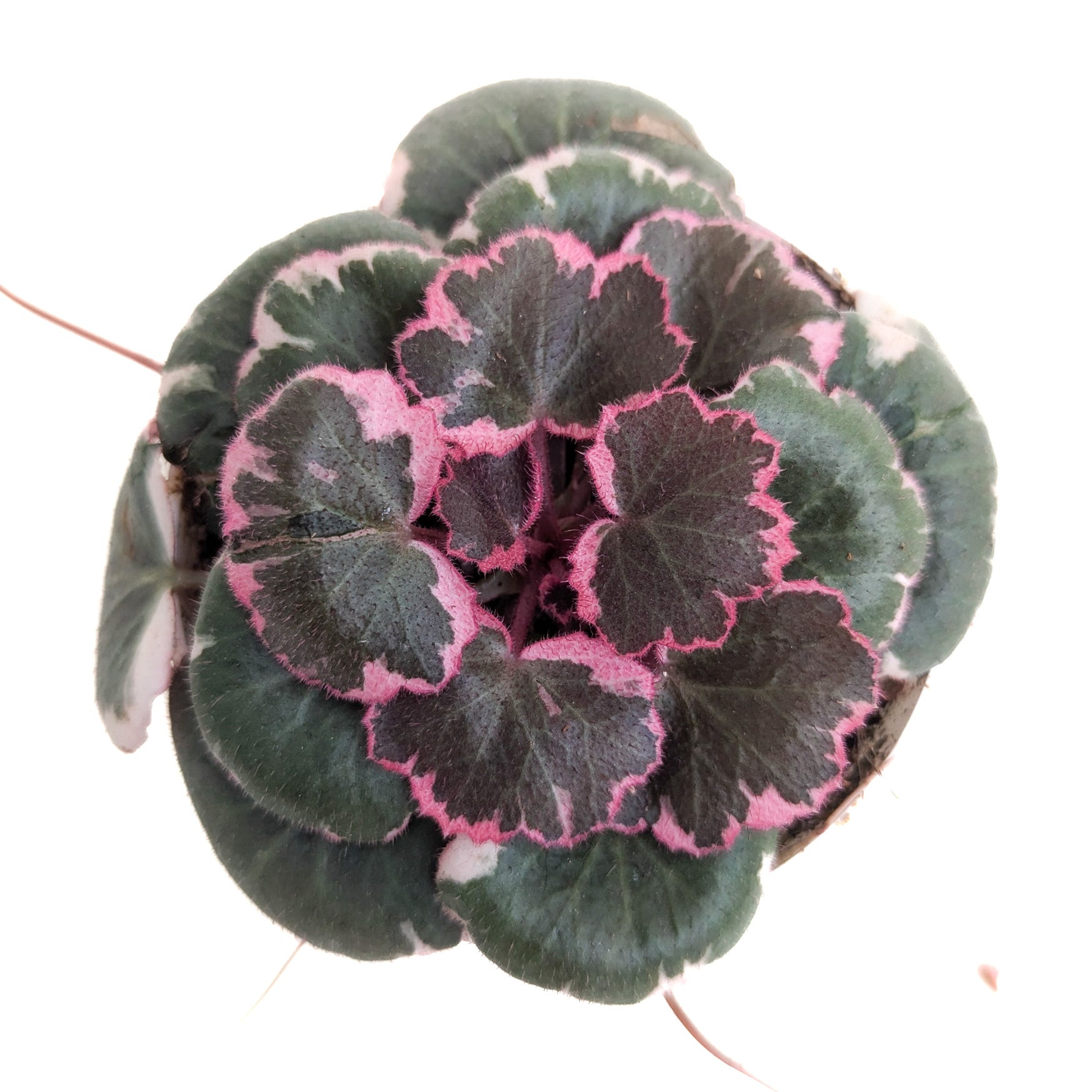 Saxifraga stolonifera (Strawberry Begonia)