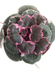 Saxifraga stolonifera (Strawberry Begonia)