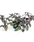 Tradescantia zebrina