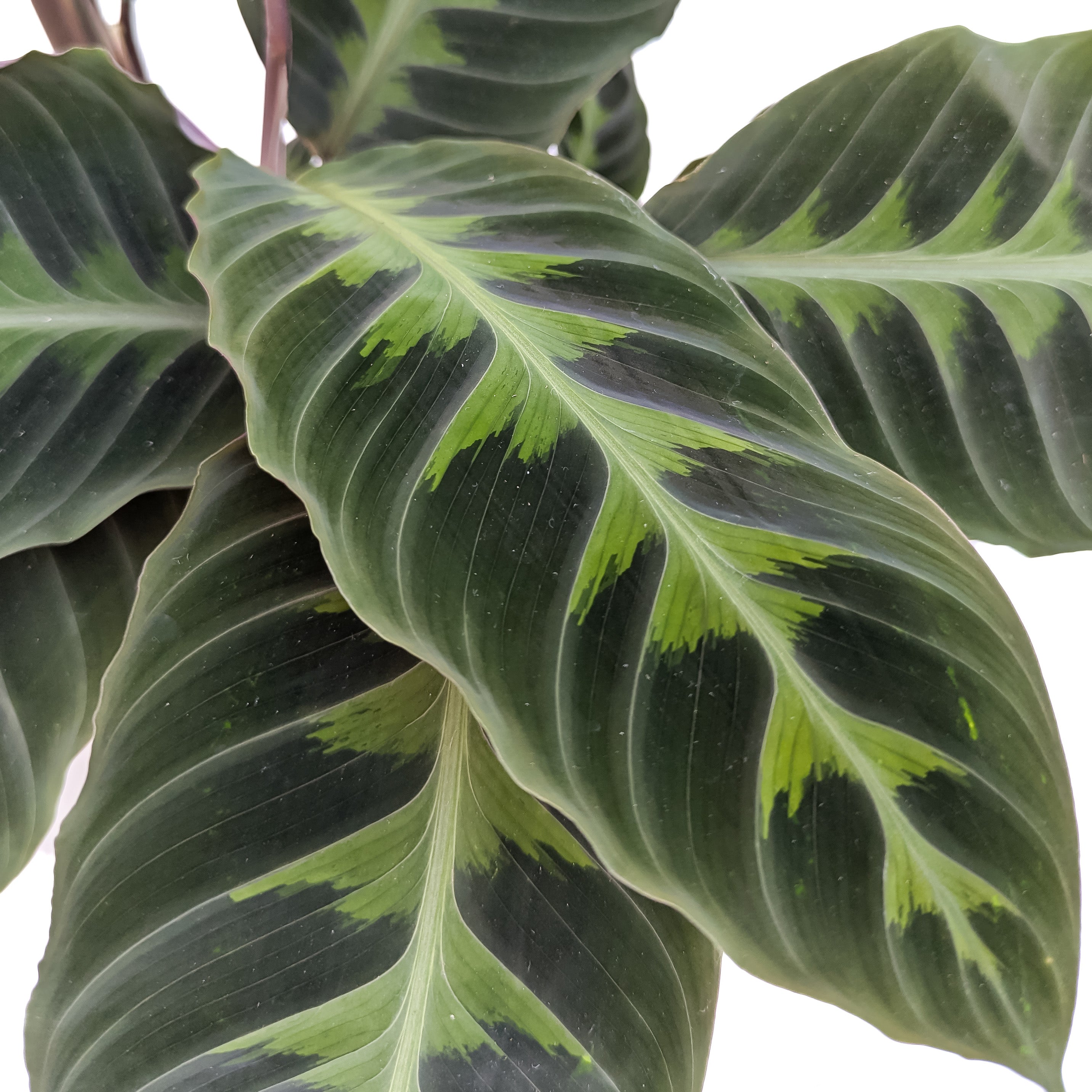 Goeppertia warscewiczii - Thumbnail 2