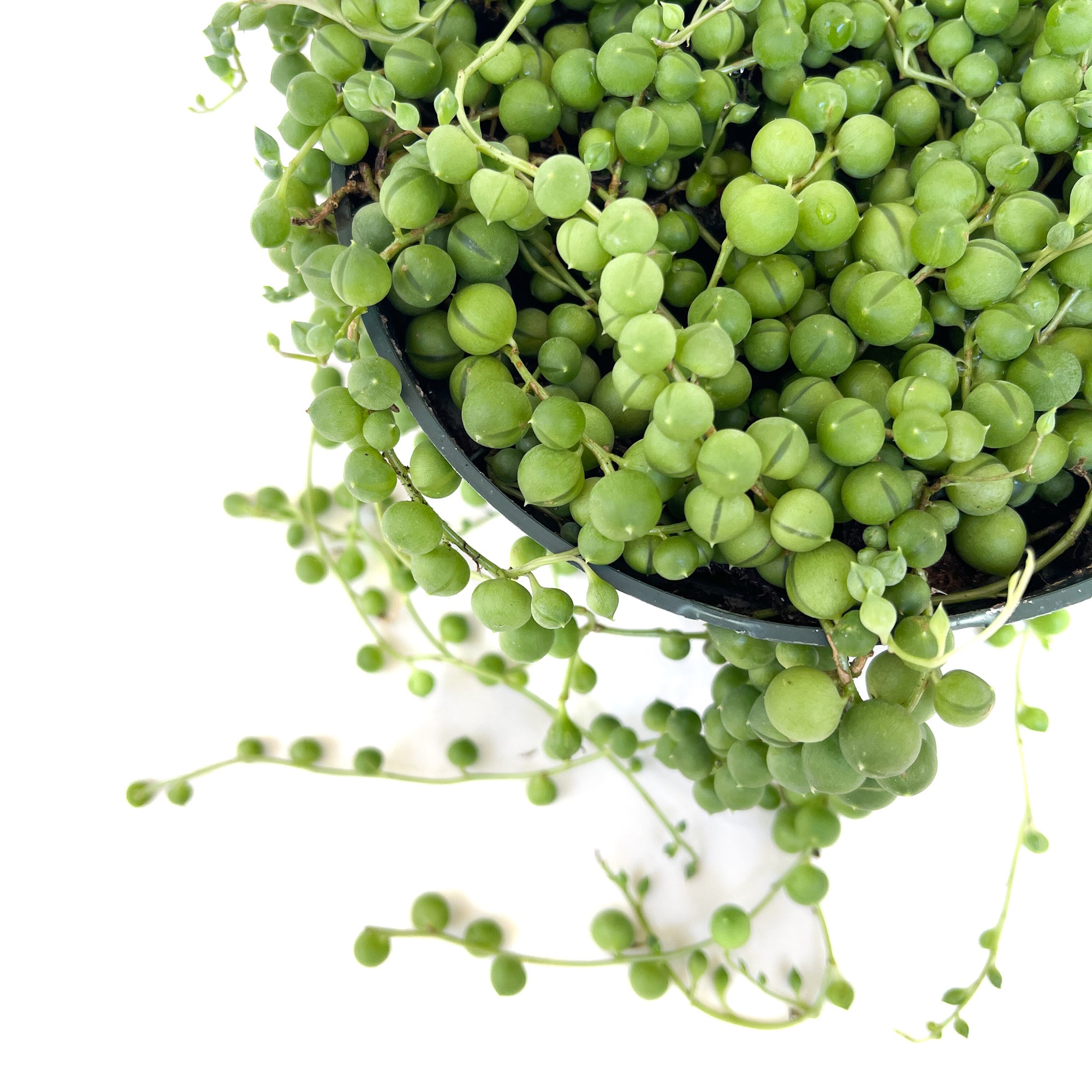 Senecio rowleyanus (String of Pearls)