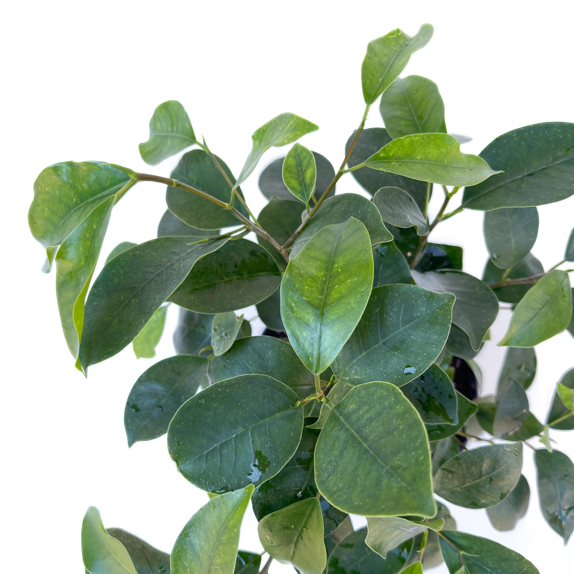 Ficus microcarpa (Ficus Ginseng)