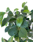 Ficus microcarpa (Ficus Ginseng)