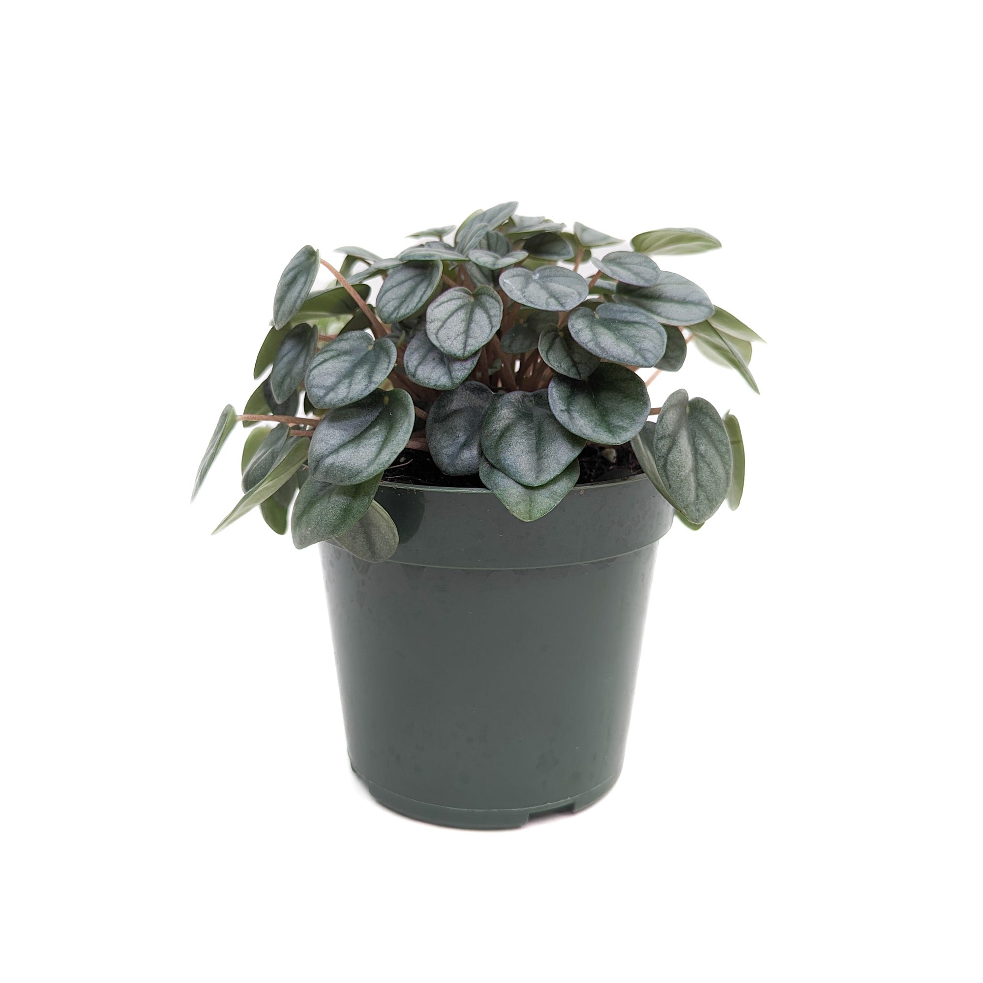 Peperomia &#39;Little Toscani&#39;