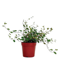 Muehlenbeckia complexa var. grandifolia (Big Leaf Angel Vine)