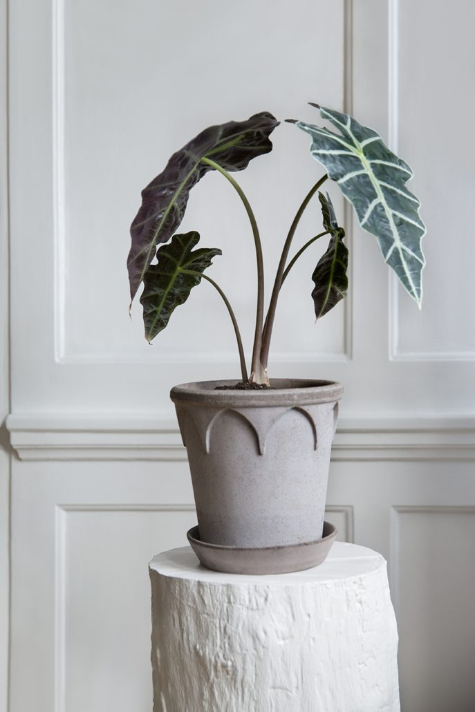 Elizabeth Pot