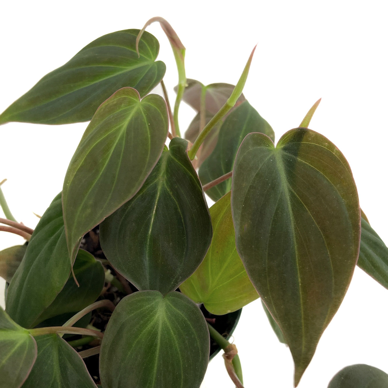 Philodendron hederaceum 'Micans' - Thumbnail 2