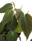 Philodendron hederaceum 'Micans'