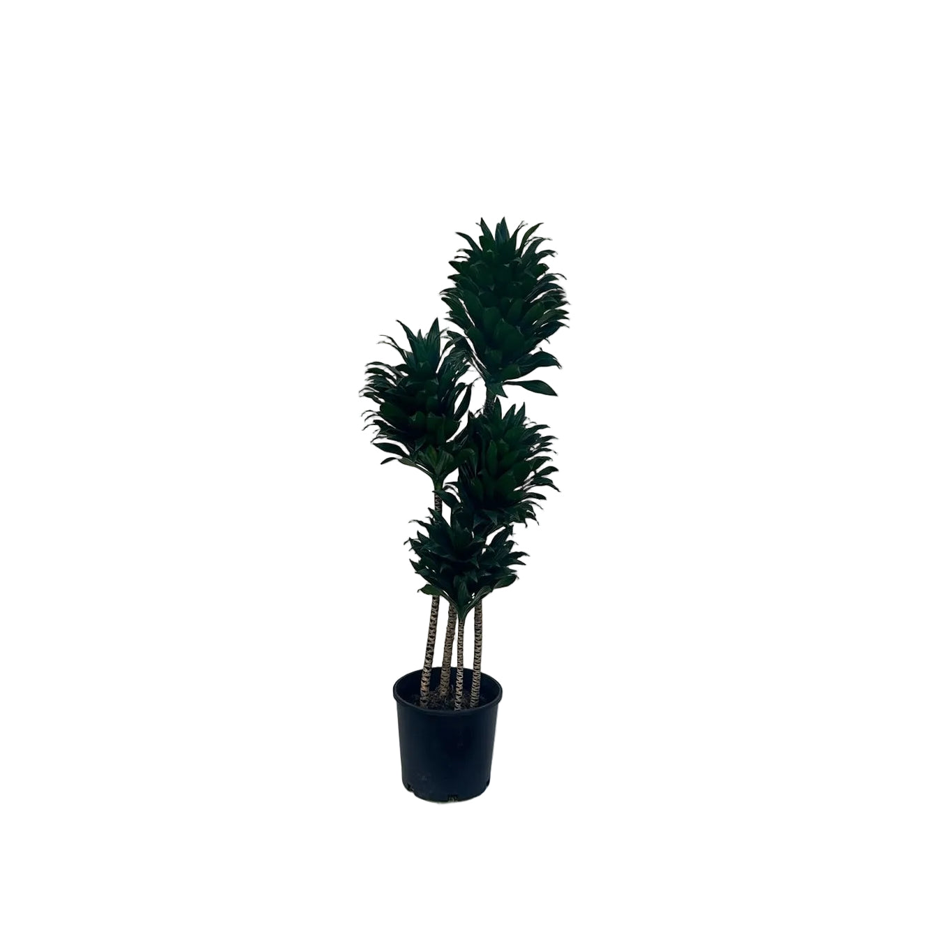 Dracaena fragrans 'Compacta'
