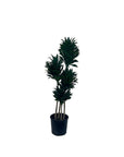 Dracaena fragrans 'Compacta'