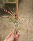 Tillandsia 'Califano'