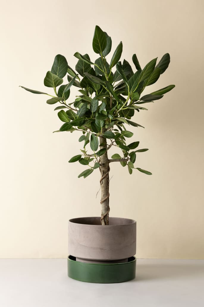 hoff plant pot Hoff Pot – Diameter Plants