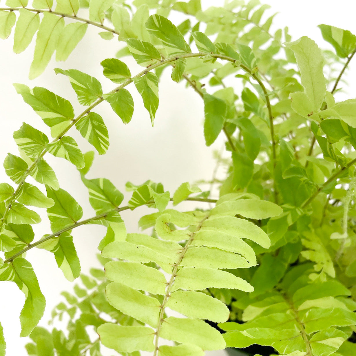 Nephrolepis exaltata &#39;Variegata&#39; (Tiger Fern)