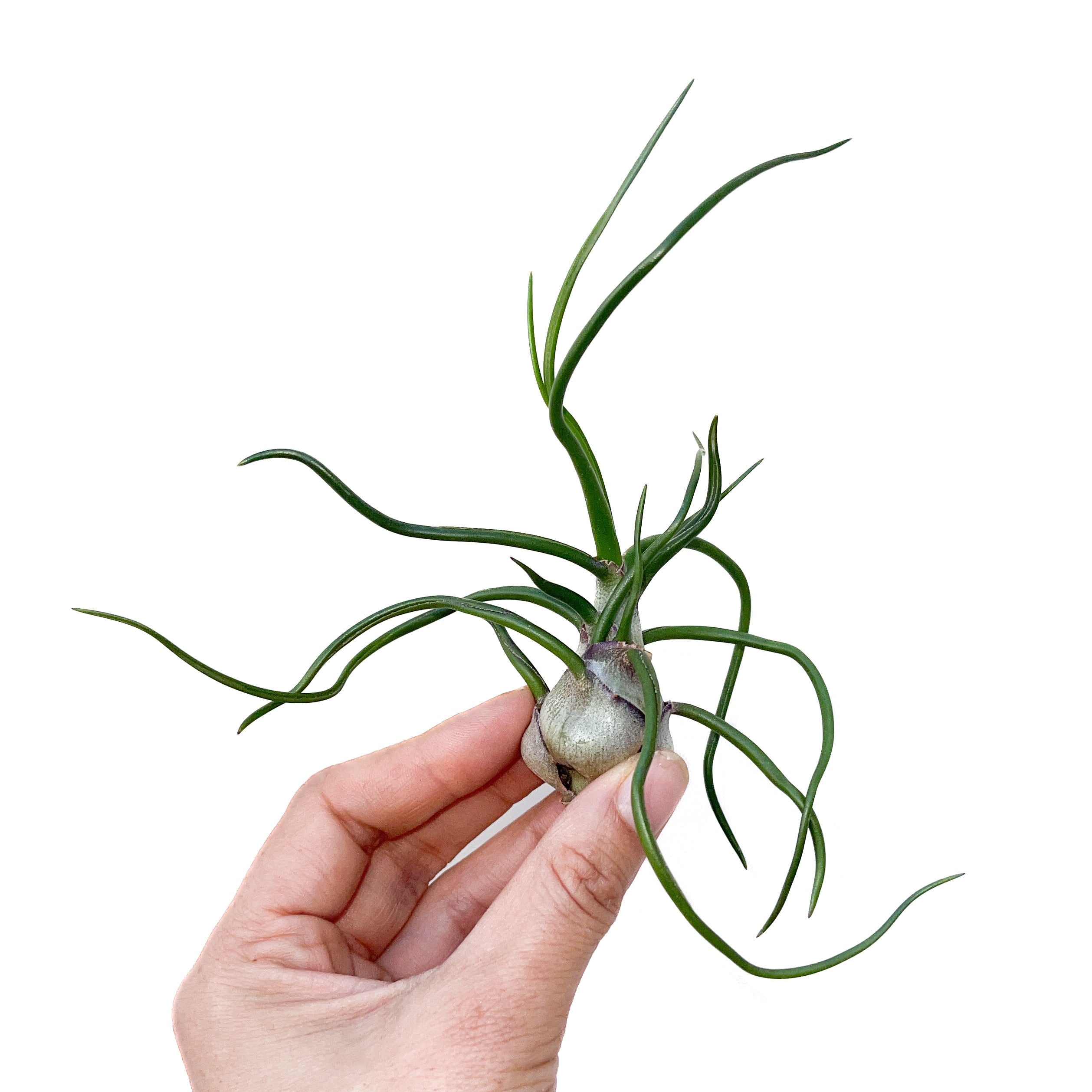 Diameter Plants Tillandsia bulbosa
