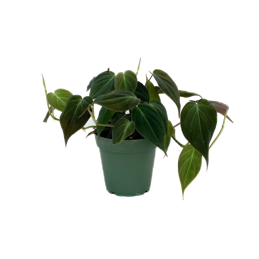 Philodendron hederaceum 'Micans'