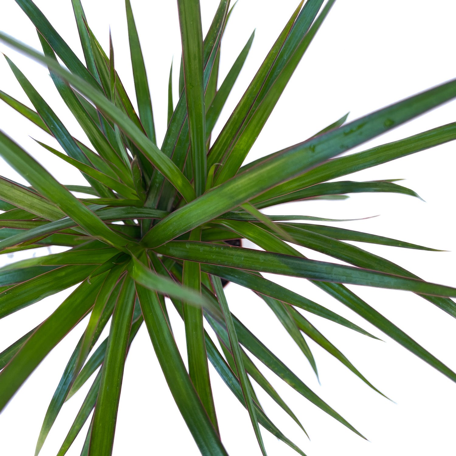 Dracaena marginata