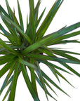 Dracaena marginata