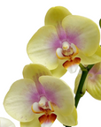 Phalaenopsis (Assorted Orchid)
