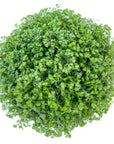 Selaginella apoda