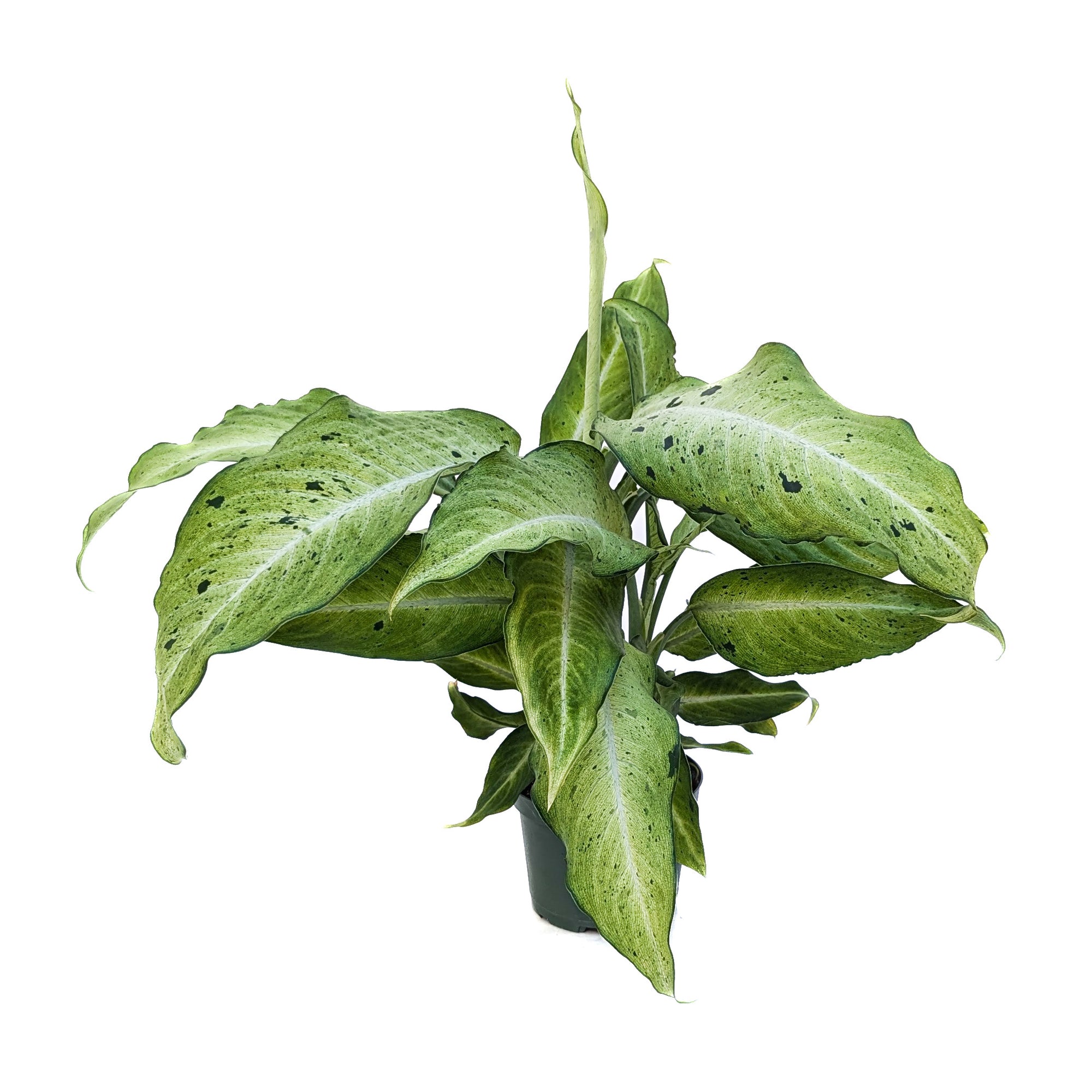 dieffenbachia camouflage variant Dieffenbachia 'Camouflage' – Diameter Plants