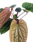 Anthurium radicans x luxurians