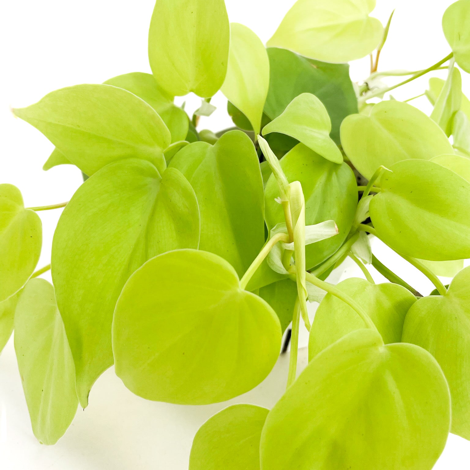 Philodendron hederaceum 'Neon'