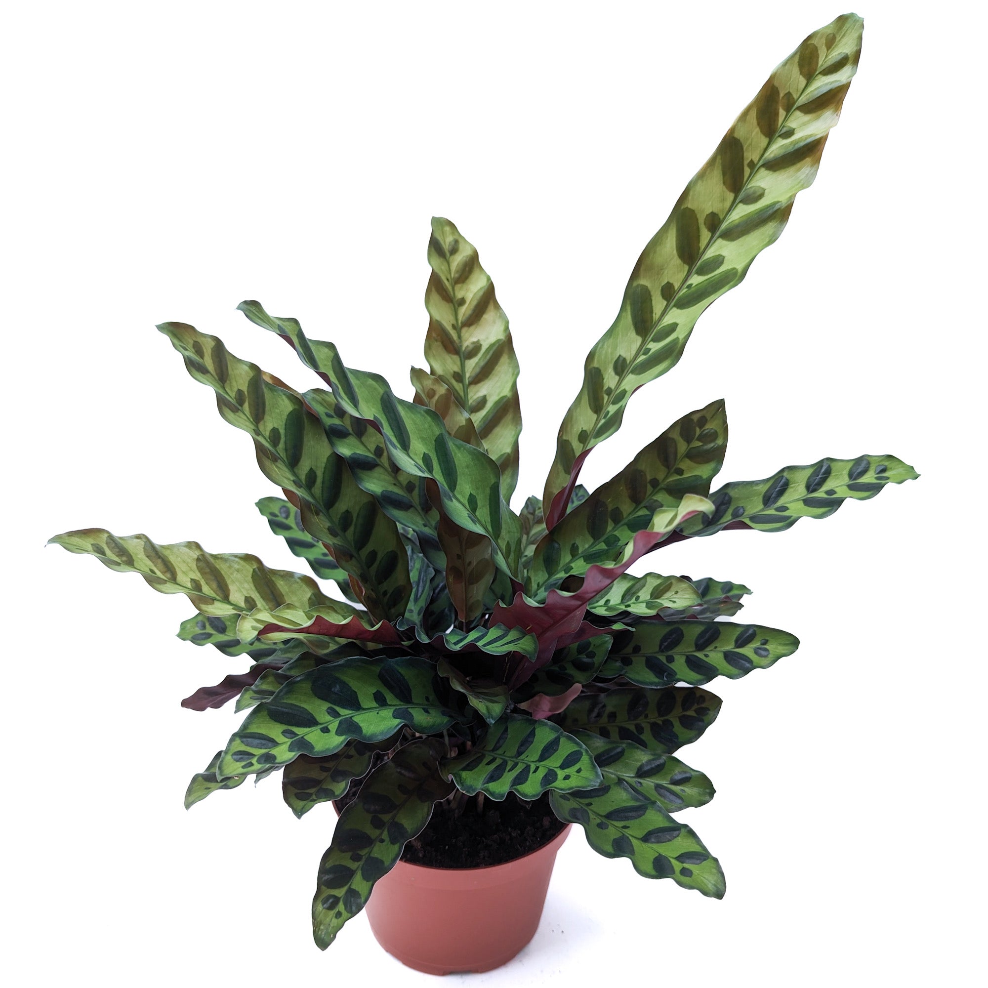 Goeppertia insignis (Rattlesnake Plant)