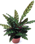 Goeppertia insignis (Rattlesnake Plant)