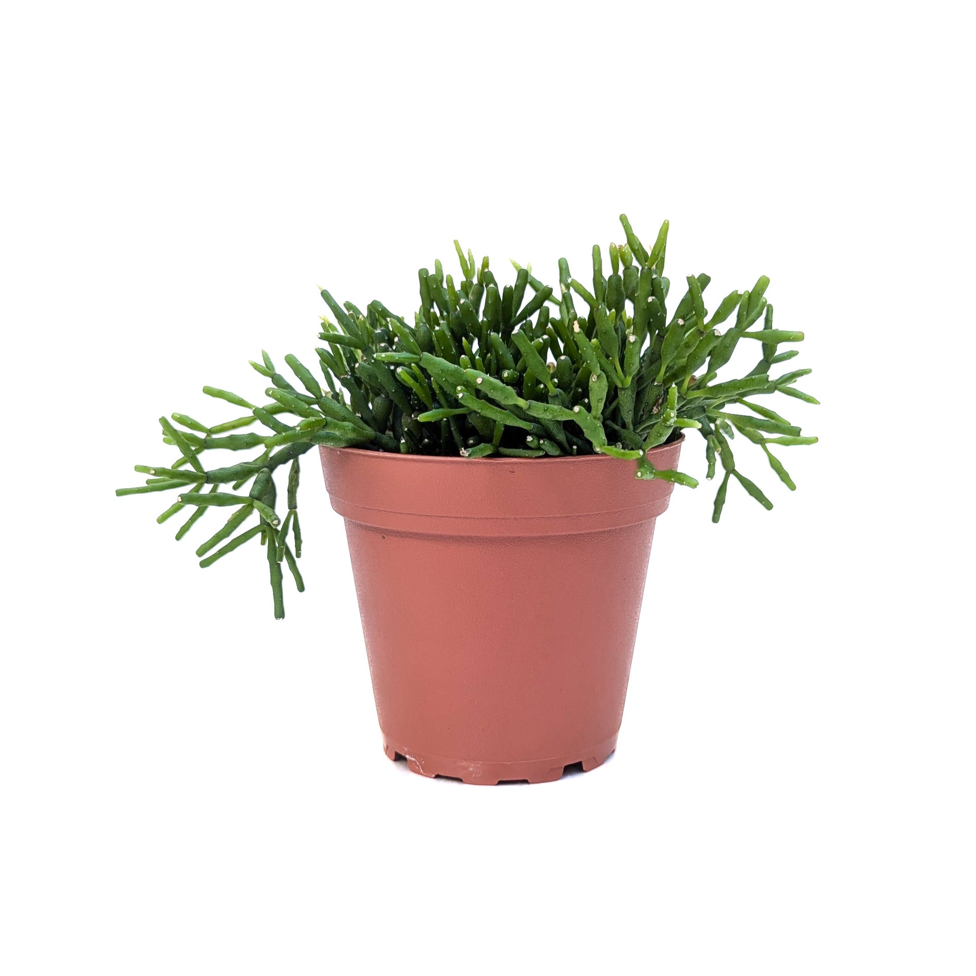 Hatiora salicornioides (Dancing Bones Cactus) – Diameter Plants