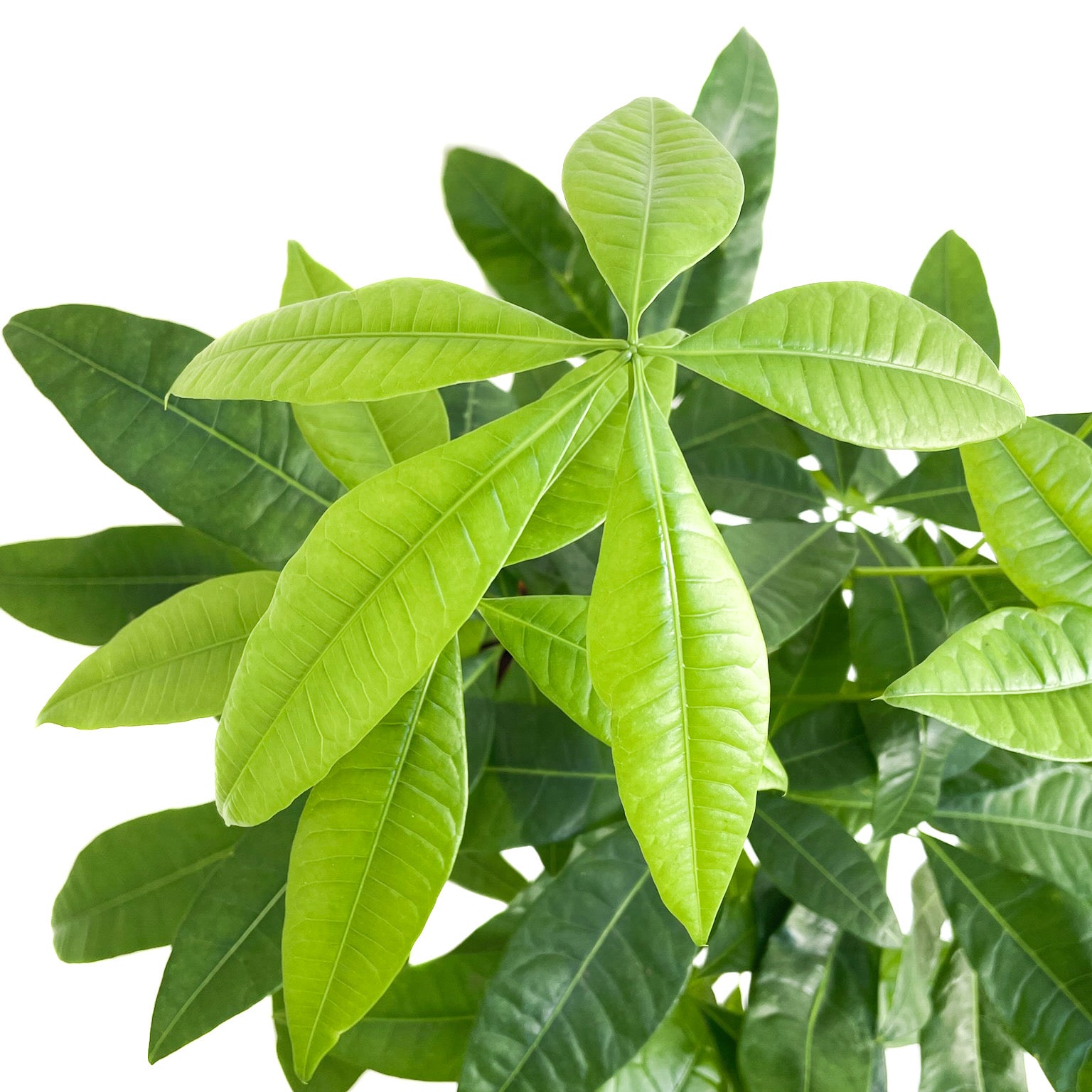 Pachira aquatica (Money Tree) - Thumbnail 2