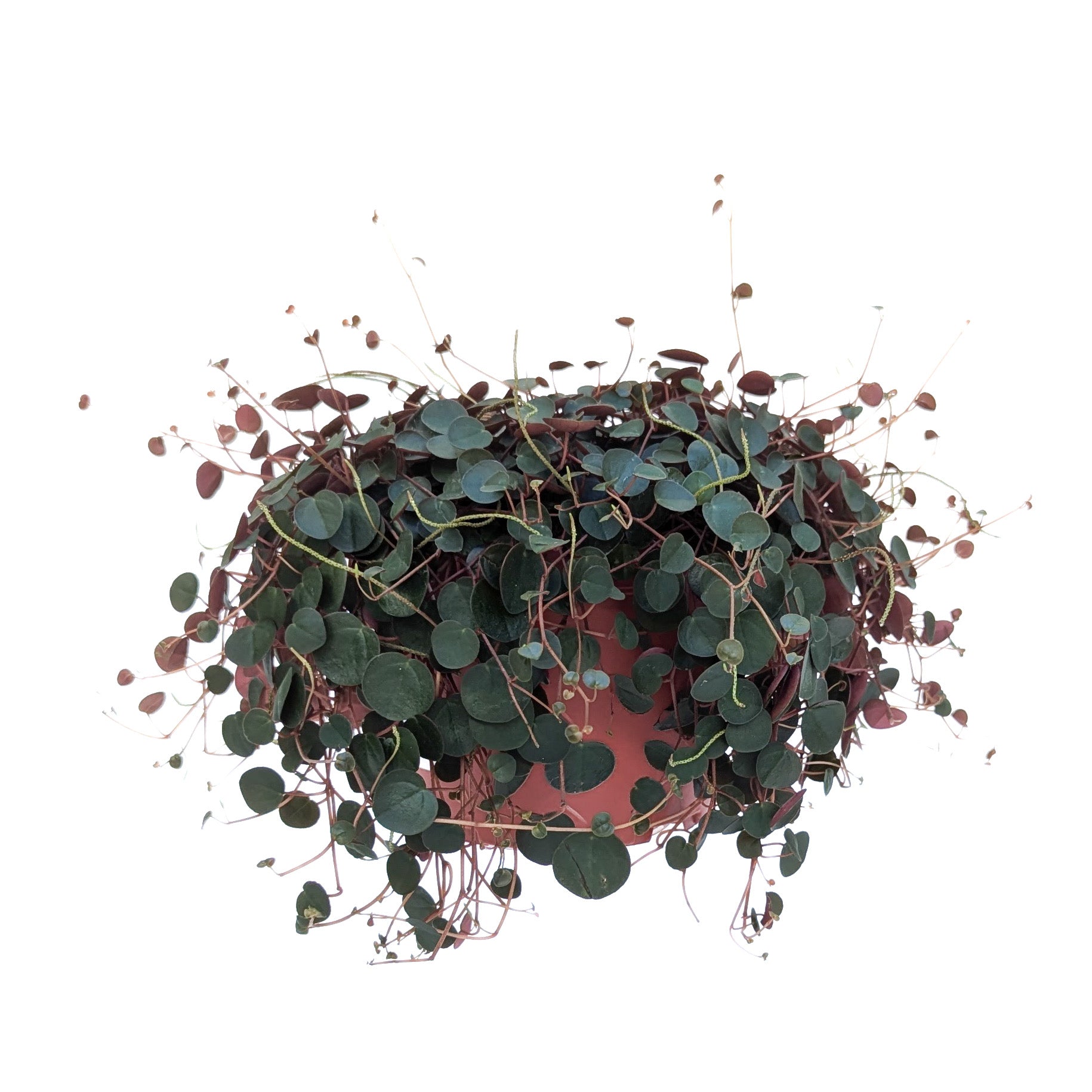 Peperomia 'Ruby Cascade'