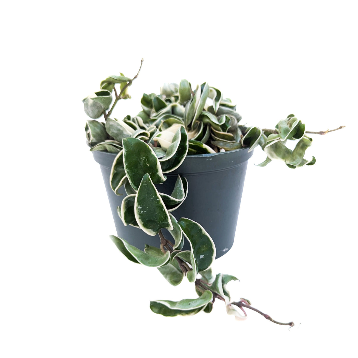 Hoya carnosa 'Compacta Variegata' (Variegated Hindu Rope) – Diameter Plants