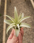 Tillandsia capitata 'Peach'