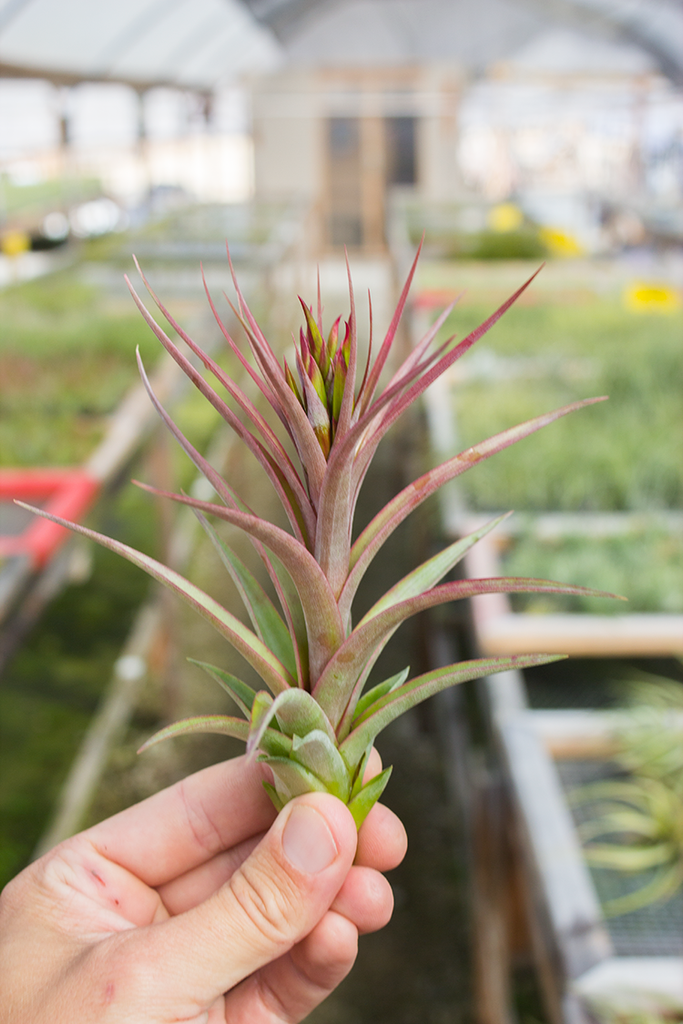 Tillandsia concolor x brachycaulos - Thumbnail 2