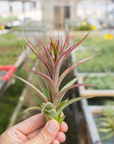 Tillandsia concolor x brachycaulos