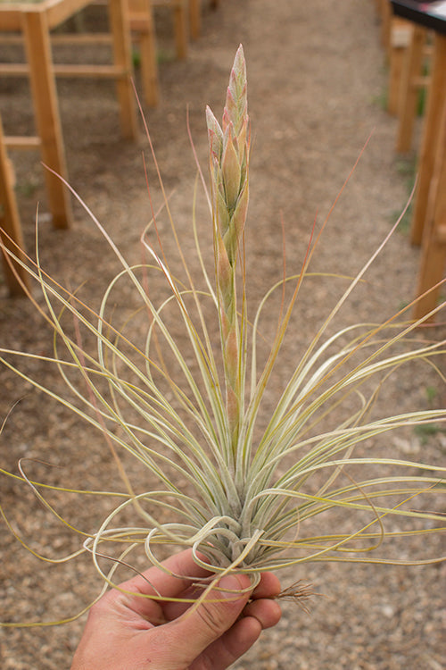 Tillandsia costaricensis