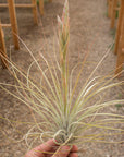 Tillandsia costaricensis