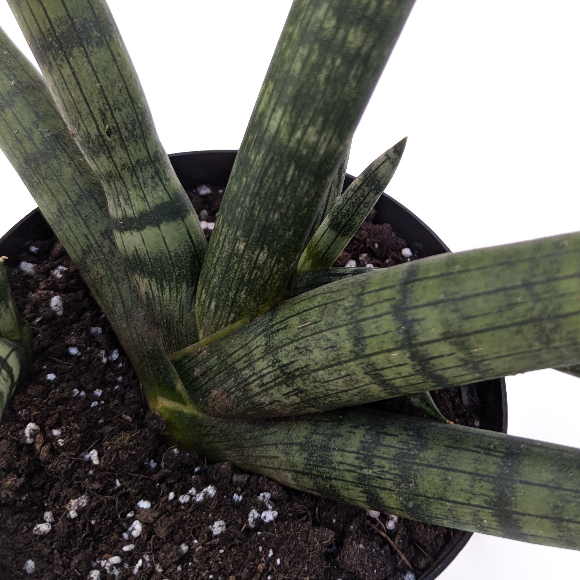 Sansevieria cylindrica 'Boncel' (Starfish Plant) - Thumbnail 2