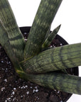 Sansevieria cylindrica 'Boncel' (Starfish Plant)