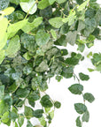 Ficus pumila (Creeping Fig)