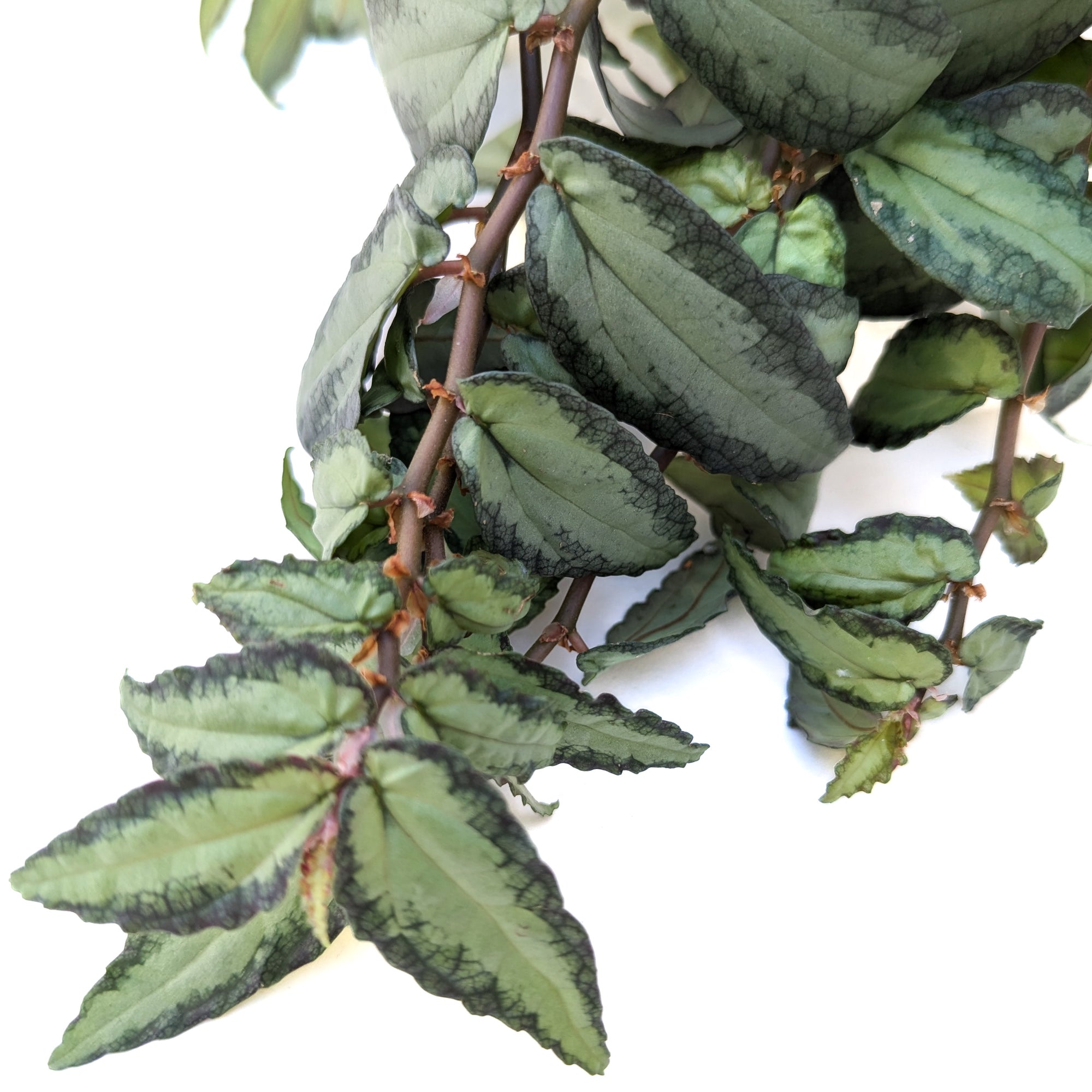 watermelon vine house plant Pellionia repens (Watermelon Vine) – Diameter Plants