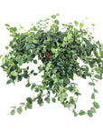 Ficus pumila (Creeping Fig)