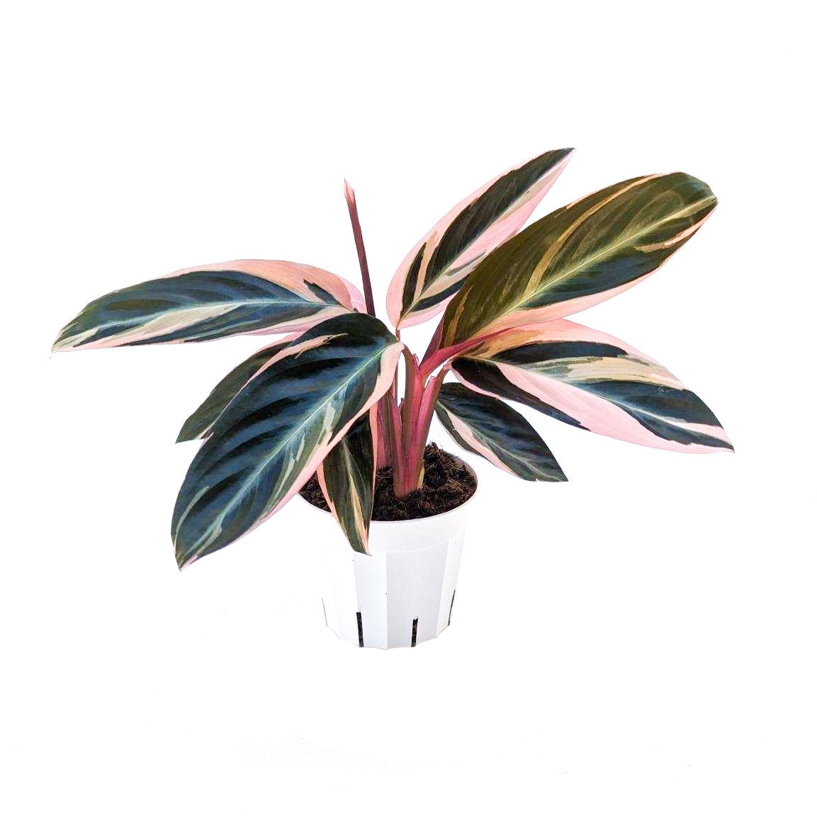 Stromanthe sanguinea 'Triostar'