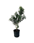 Aglaia odorata (Chinese Perfume Plant)