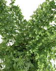 Nephrolepis exaltata 'Fluffy Ruffles'